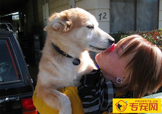 狗狗舔脸并无生命危险？猫奴需慎重，人宠亲亲抱抱时细菌会趁机侵入