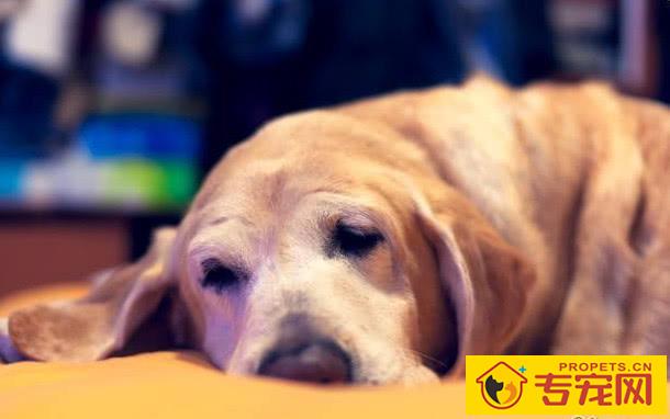 造成狗狗肾衰竭的八大缘故，宠关键小心啦！