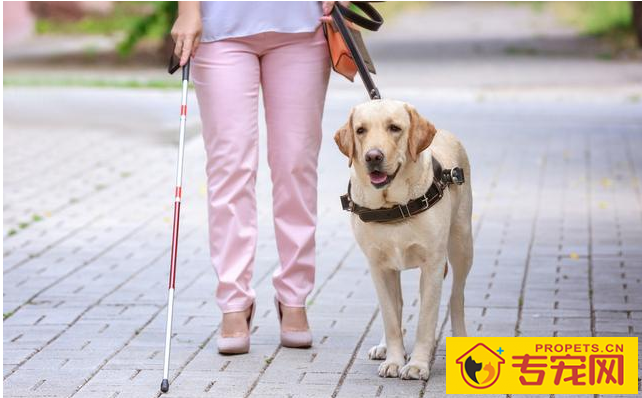 为什么说狗狗是红绿色盲，眼里只能高级灰？它的全球也是有色彩