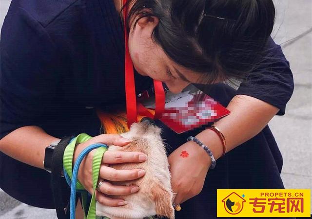 狗狗舔脸并无生命危险？猫奴需慎重，人宠亲亲抱抱时细菌会趁机侵入