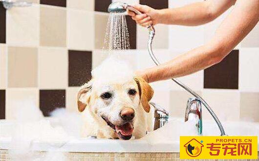 给狗狗洗澡,新手家长们一定要注意这几点! 给狗狗洗澡,新手家长们一定要注意这几点!