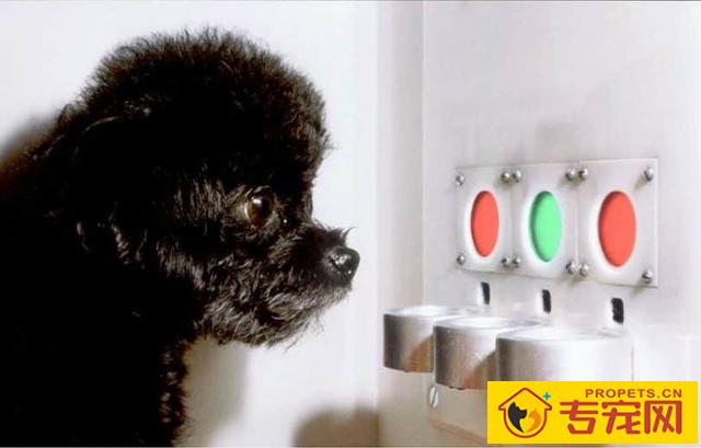 为什么说狗狗是红绿色盲，眼里只能高级灰？它的全球也是有色彩