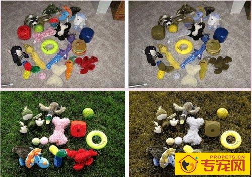 为什么说狗狗是红绿色盲，眼里只能高级灰？它的全球也是有色彩