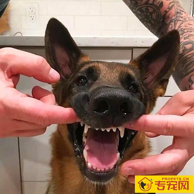 狗狗舔脸并无生命危险？猫奴需慎重，人宠亲亲抱抱时细菌会趁机侵入