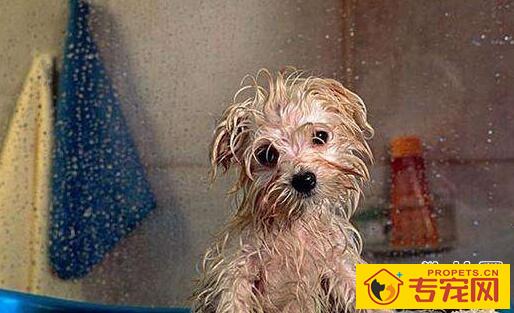 人用沐浴露能给狗狗洗澡吗,当然不能! 人用沐浴露能给狗狗洗澡吗,当然不能!