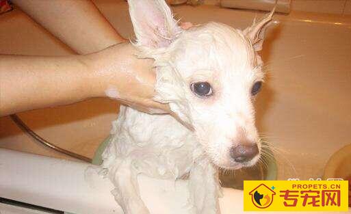 人用沐浴露能给狗狗洗澡吗,当然不能! 人用沐浴露能给狗狗洗澡吗,当然不能!