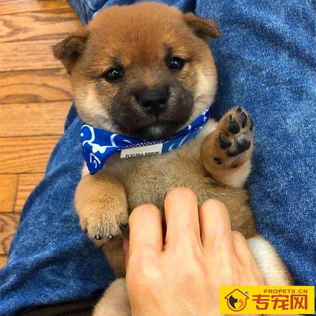 狗狗舔脸并无生命危险？猫奴需慎重，人宠亲亲抱抱时细菌会趁机侵入