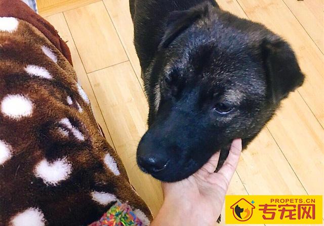 狗狗舔脸并无生命危险？猫奴需慎重，人宠亲亲抱抱时细菌会趁机侵入