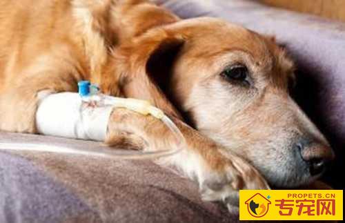 造成狗狗肾衰竭的八大缘故，宠关键小心啦！