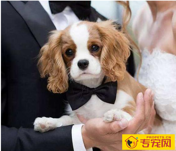 最“恐怖”的5种狗,谁养谁奔溃,你可以承担吗? 最“恐怖”的5种狗,谁养谁奔溃,你可以承担吗?