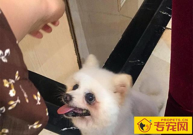 狗狗舔脸并无生命危险？猫奴需慎重，人宠亲亲抱抱时细菌会趁机侵入