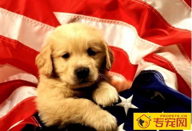 你合适养狗吗?你假如没法做到这五件事情得话,你也就不必养狗 你合适养狗吗?你假如没法做到这五件事情得话,你也就不必养狗