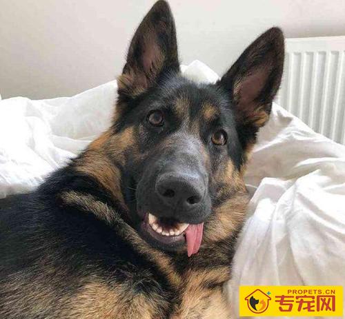 成年人德牧眼睛总会有眼屎 成年人德牧眼睛总会有眼屎