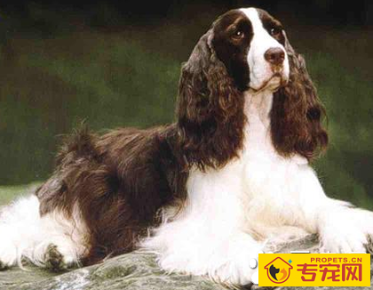 史宾格犬智商 该犬智商不是很高