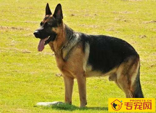 成年人德牧眼睛总会有眼屎 成年人德牧眼睛总会有眼屎