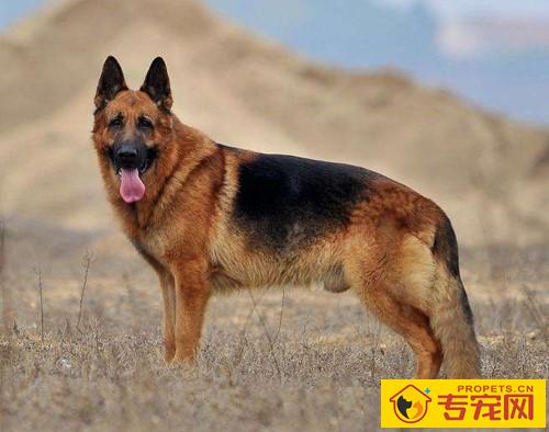 成年人德牧眼睛总会有眼屎 成年人德牧眼睛总会有眼屎