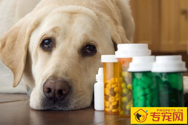 造成狗狗肾衰竭的八大缘故，宠关键小心啦！