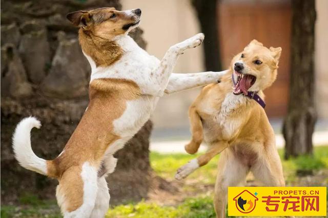 造成狗狗肾衰竭的八大缘故，宠关键小心啦！