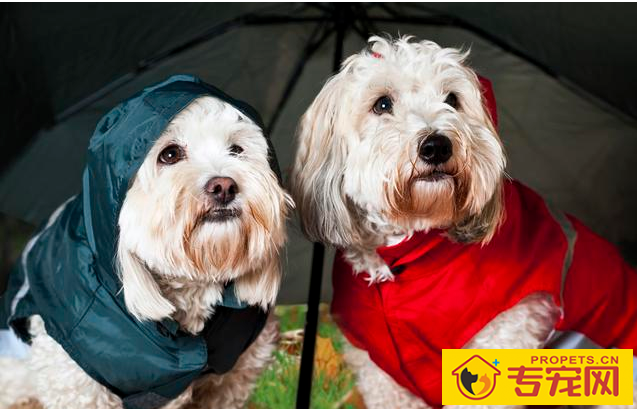 造成狗狗肾衰竭的八大缘故，宠关键小心啦！