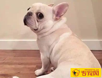 最“恐怖”的5种狗,谁养谁奔溃,你可以承担吗? 最“恐怖”的5种狗,谁养谁奔溃,你可以承担吗?