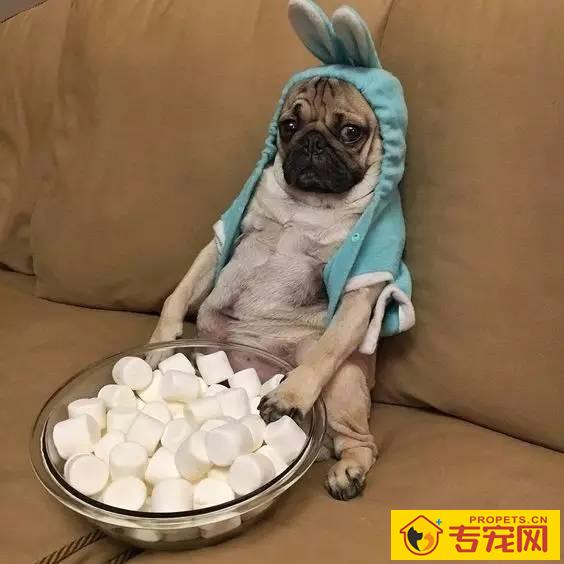 造成狗狗肾衰竭的八大缘故，宠关键小心啦！