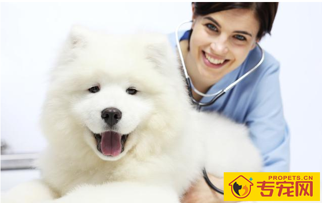 造成狗狗肾衰竭的八大缘故，宠关键小心啦！