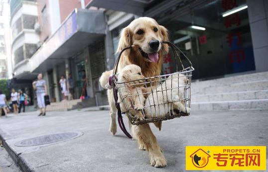 这6种难养的小狗,没搞好充分准备得话,我劝你别养了! 这6种难养的小狗,没搞好充分准备得话,我劝你别养了!