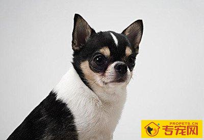 狗狗腿瘸了可是按你了不疼 狗狗腿瘸了可是按你了不疼