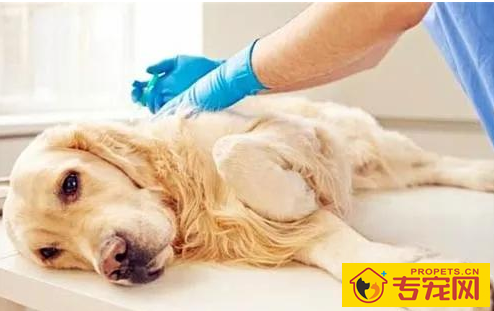 小狗疼痛是哪出了难题,铲屎官怎样观查? 小狗疼痛是哪出了难题,铲屎官怎样观查?