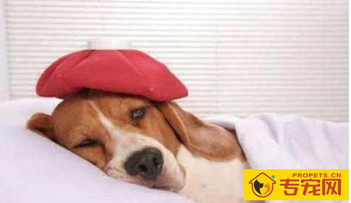 小狗疼痛是哪出了难题,铲屎官怎样观查? 小狗疼痛是哪出了难题,铲屎官怎样观查?