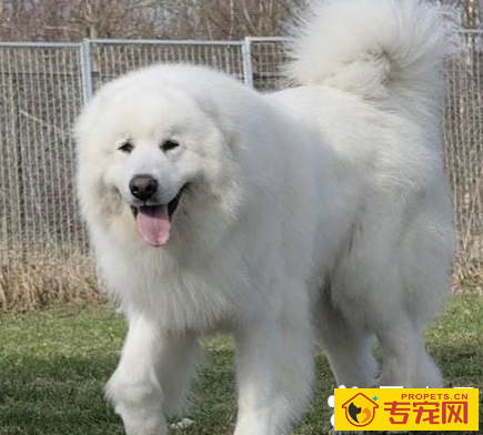 大白熊能长多大 具有强壮的体格