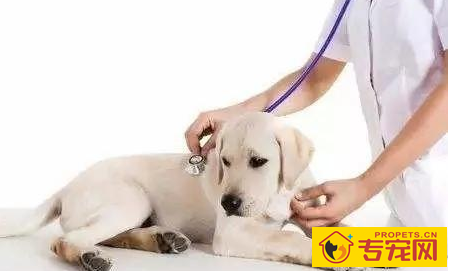 小狗疼痛是哪出了难题,铲屎官怎样观查? 小狗疼痛是哪出了难题,铲屎官怎样观查?