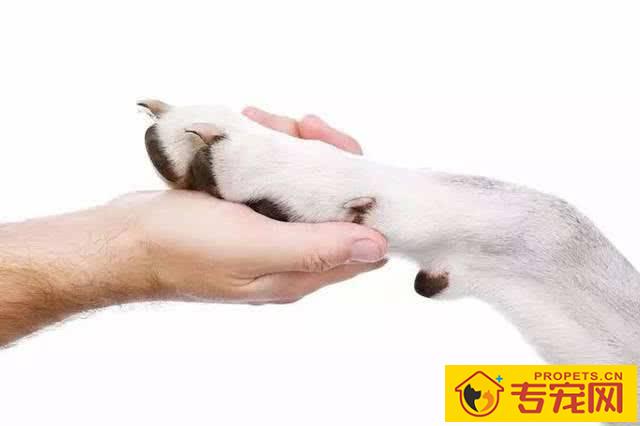 狗狗腿瘸了可是按你了不疼 狗狗腿瘸了可是按你了不疼