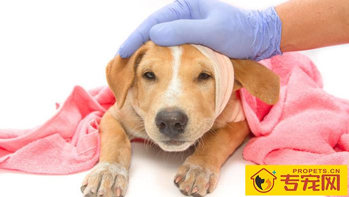 狗狗腿瘸了可是按你了不疼 狗狗腿瘸了可是按你了不疼