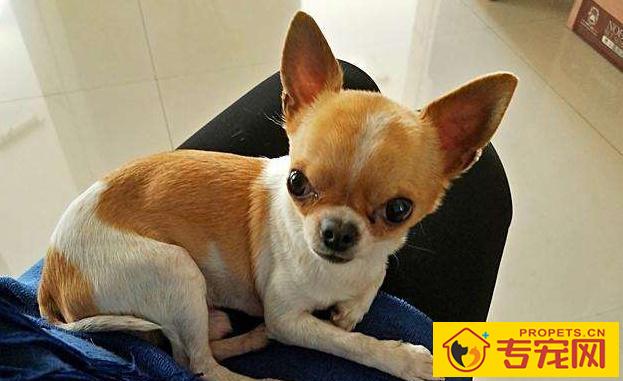 有既划算又好养的狗么?这四种狗便是,看来一下 有既划算又好养的狗么?这四种狗便是,看来一下