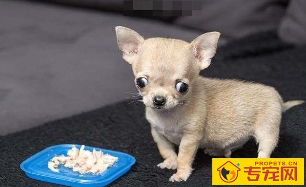 有既划算又好养的狗么?这四种狗便是,看来一下 有既划算又好养的狗么?这四种狗便是,看来一下