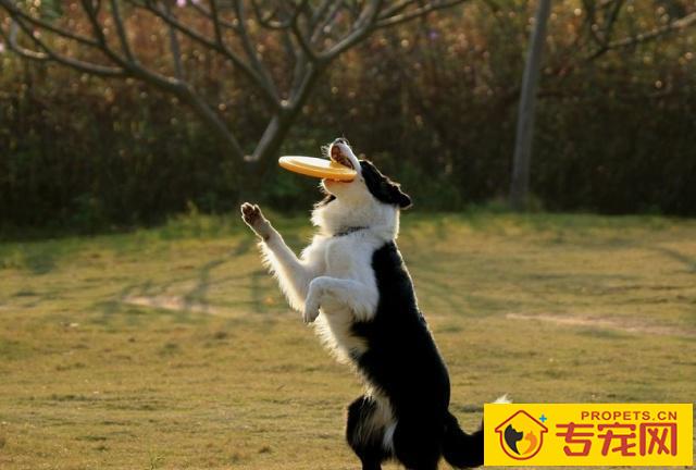 有既划算又好养的狗么?这四种狗便是,看来一下 有既划算又好养的狗么?这四种狗便是,看来一下