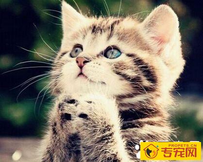 猫的寿命 最长寿的甚至活到了接近20岁