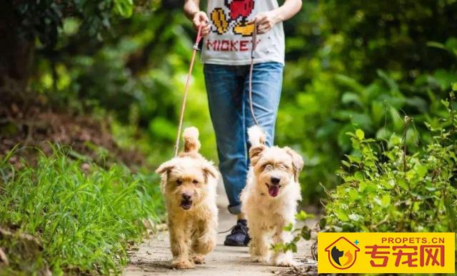 想养宠物却没有时间遛狗,或是不想遛狗的,这三种狗就是你最好是的挑选 想养宠物却没有时间遛狗,或是不想遛狗的,这三种狗就是你最好是的挑选