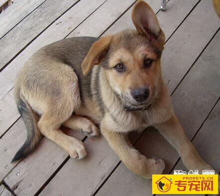 教你如何区分狗狗耳螨和耳垢的方法 教你如何区分狗狗耳螨和耳垢的方法