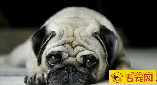 想养宠物却没有时间遛狗,或是不想遛狗的,这三种狗就是你最好是的挑选 想养宠物却没有时间遛狗,或是不想遛狗的,这三种狗就是你最好是的挑选