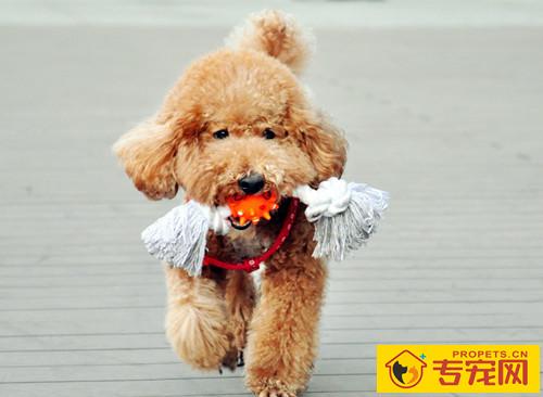 泰迪聪慧到哪些水平？你毫无疑问想像不上