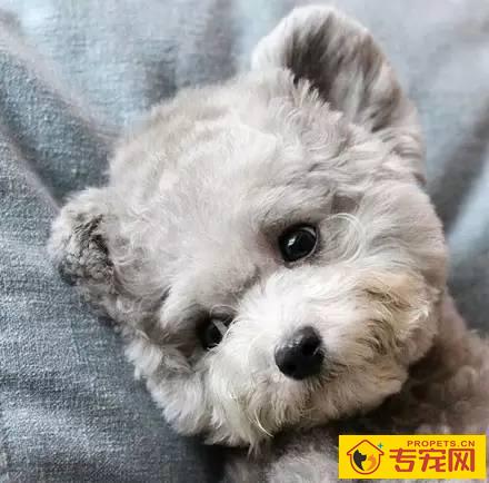 泰迪聪慧到哪些水平？你毫无疑问想像不上