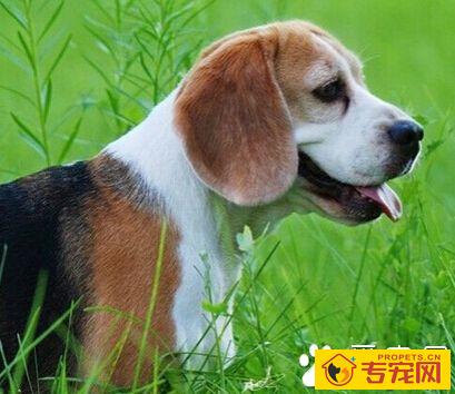 比格犬性格 比格犬天性活泼而且不怕生