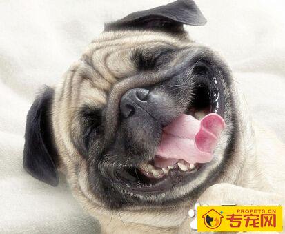 狗的智商排名 狗狗的智商是相对有限的