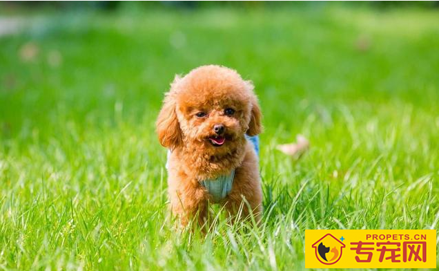 泰迪是狗狗的种类?80%的人都弄错了,因为我刚了解 泰迪是狗狗的种类?80%的人都弄错了,因为我刚了解