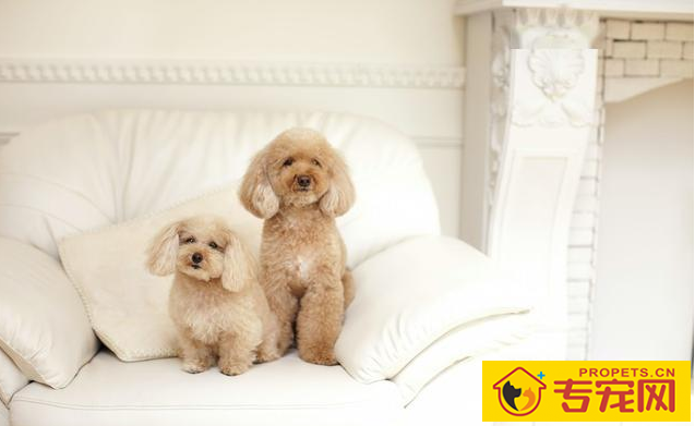 泰迪是狗狗的种类?80%的人都弄错了,因为我刚了解 泰迪是狗狗的种类?80%的人都弄错了,因为我刚了解