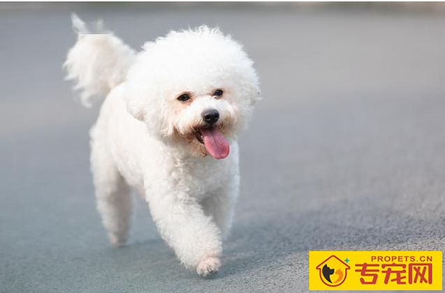 泰迪是狗狗的种类?80%的人都弄错了,因为我刚了解 泰迪是狗狗的种类?80%的人都弄错了,因为我刚了解