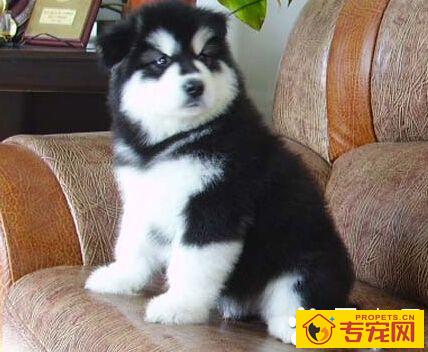 哈士奇和阿拉斯加的区别 哈士奇比较聪明