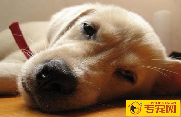 狗狗抽搐吐白沫，4种症状才是狗瘟！